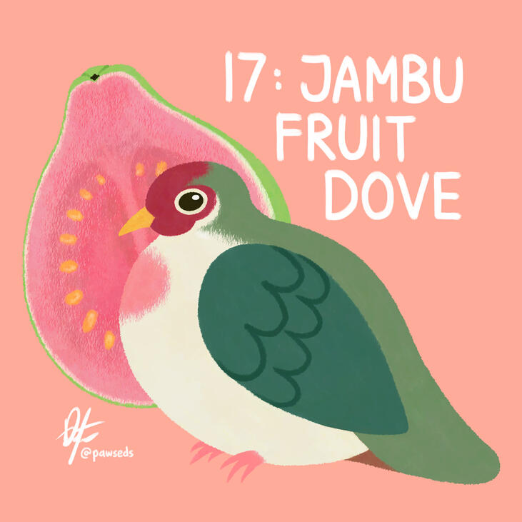 Jambu Fruit Dove